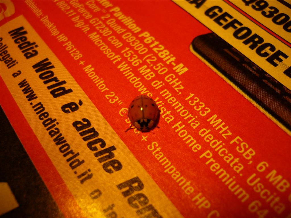 Coccinella tecnologica